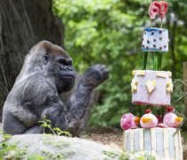 Gorilla Ozzie sits by his large ice cake in his zoo habitat.
