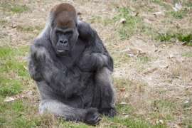 Gorilla Kidogo sits outside with his arms crossed on a bent knee.