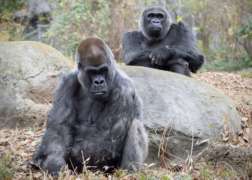 Gorillas Ozzie and Choo,ba sit in outside.