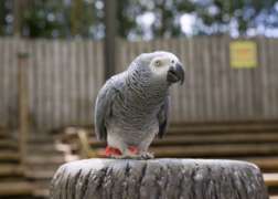 Close up of Larry the grey parrot