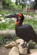 A ground hornbill behind glass in it's zoo habitat.
