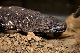 close up of guatemalan beaded lizard