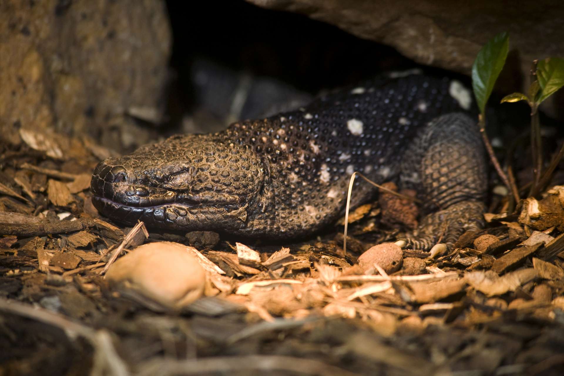 39 of Earth’s rarest reptiles - Zoo Atlanta