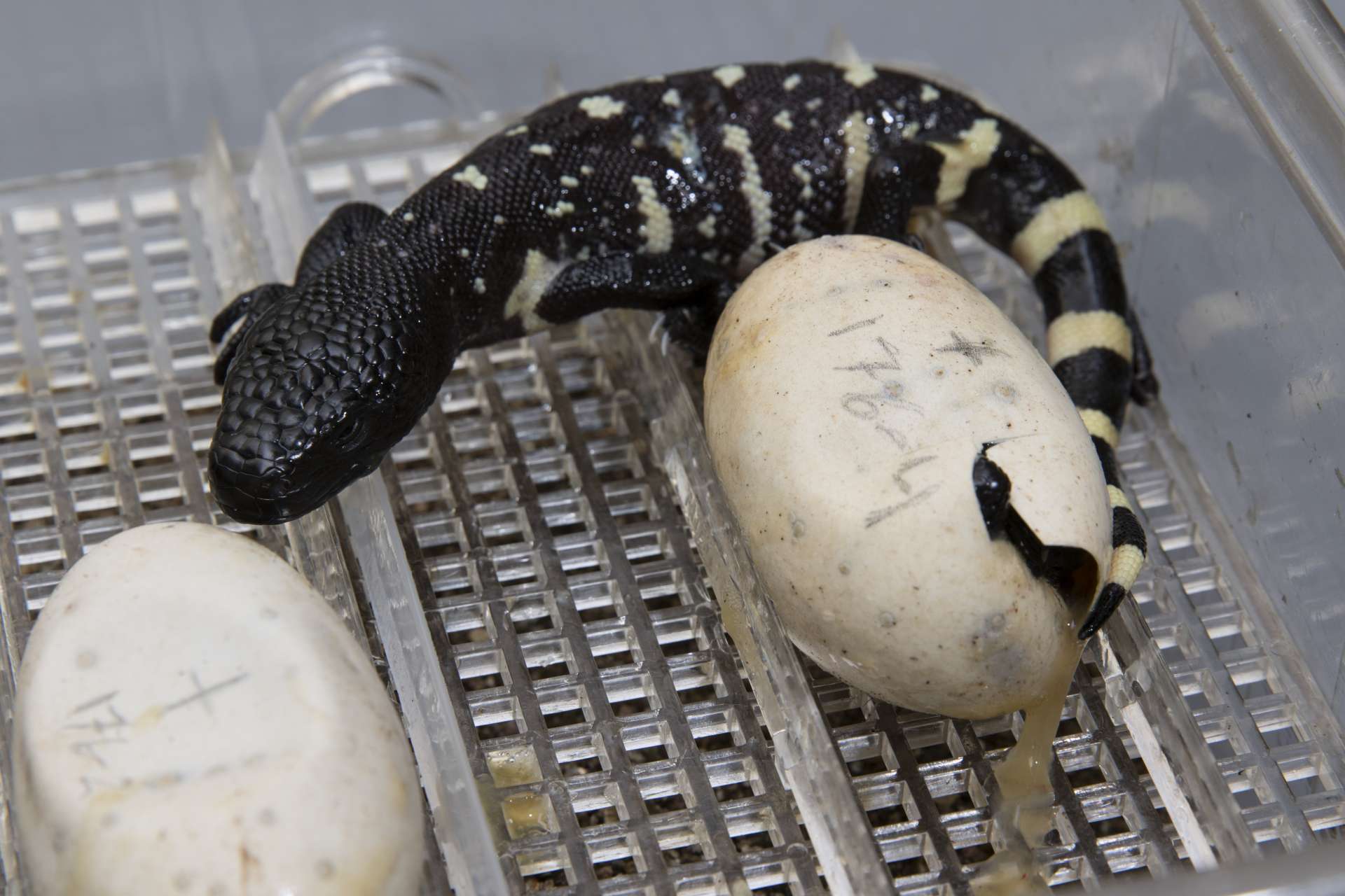 A lucky number for one of the rarest reptiles Zoo Atlanta