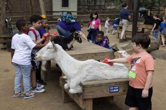 A group of school children brush goats in the Petting Zoo.