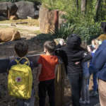 An education instructor stands with a group of kids at the southern white rhino habitat as the rhino lays down.