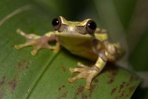 An hourglass tree frog sitting on a leaf.