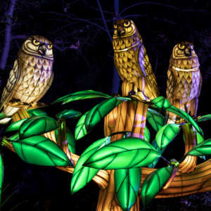 A trio of owl lanterns perched in a tree