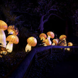 Groups of mushroom lanterns light up the night