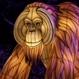 A lantern depicting a male orangutan