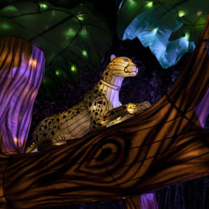 A large lantern depicting a leopard in a tree