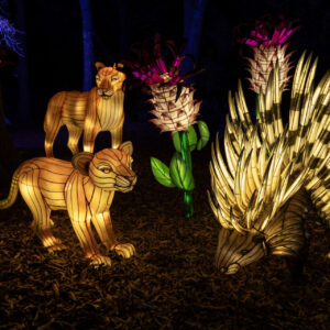 a lighted animals in the woods