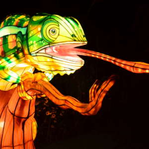 A hand-crafted lantern depicting a chameleon lights up the night at IllumiNights at the Zoo: A Chinese Lantern Festival