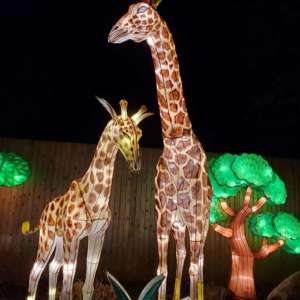 Chinese lanterns of an adult and young giraffe.
