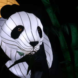 A Chinese lantern of a giant panda at IllumiNights at the Zoo.
