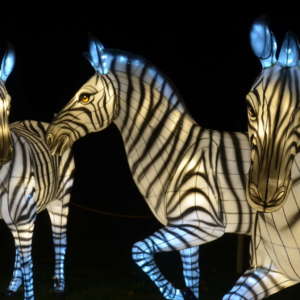 Chinese lanterns of a group of zebras