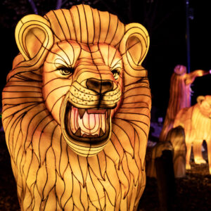 An illuminated lantern depicting a pride of lions