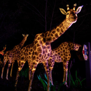 An illuminated lantern depicting a group of giraffes