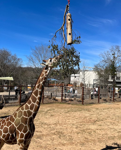 Lime Green Giraffe, Atlanta GA