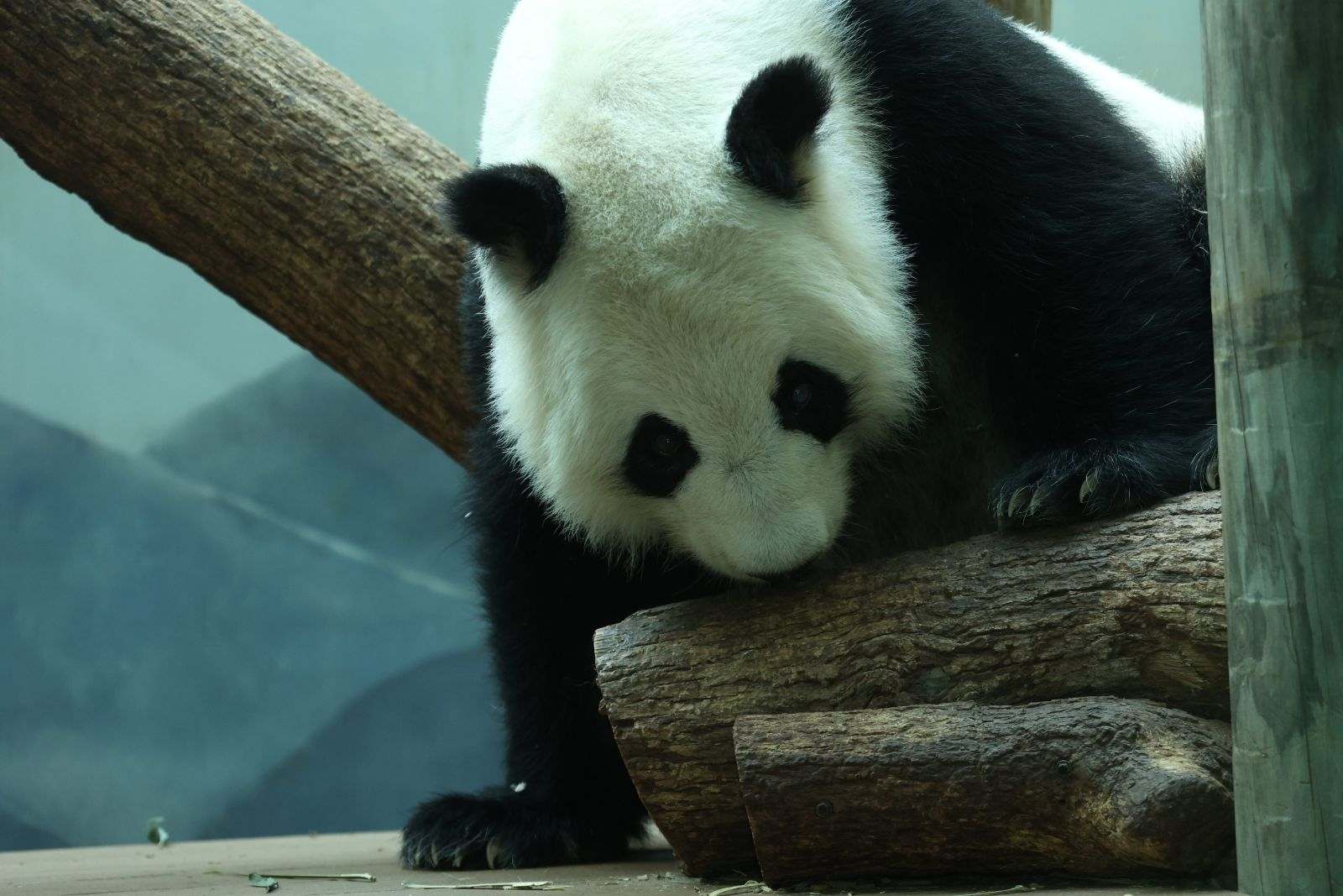 Panda Updates Thursday, June 8 Zoo Atlanta