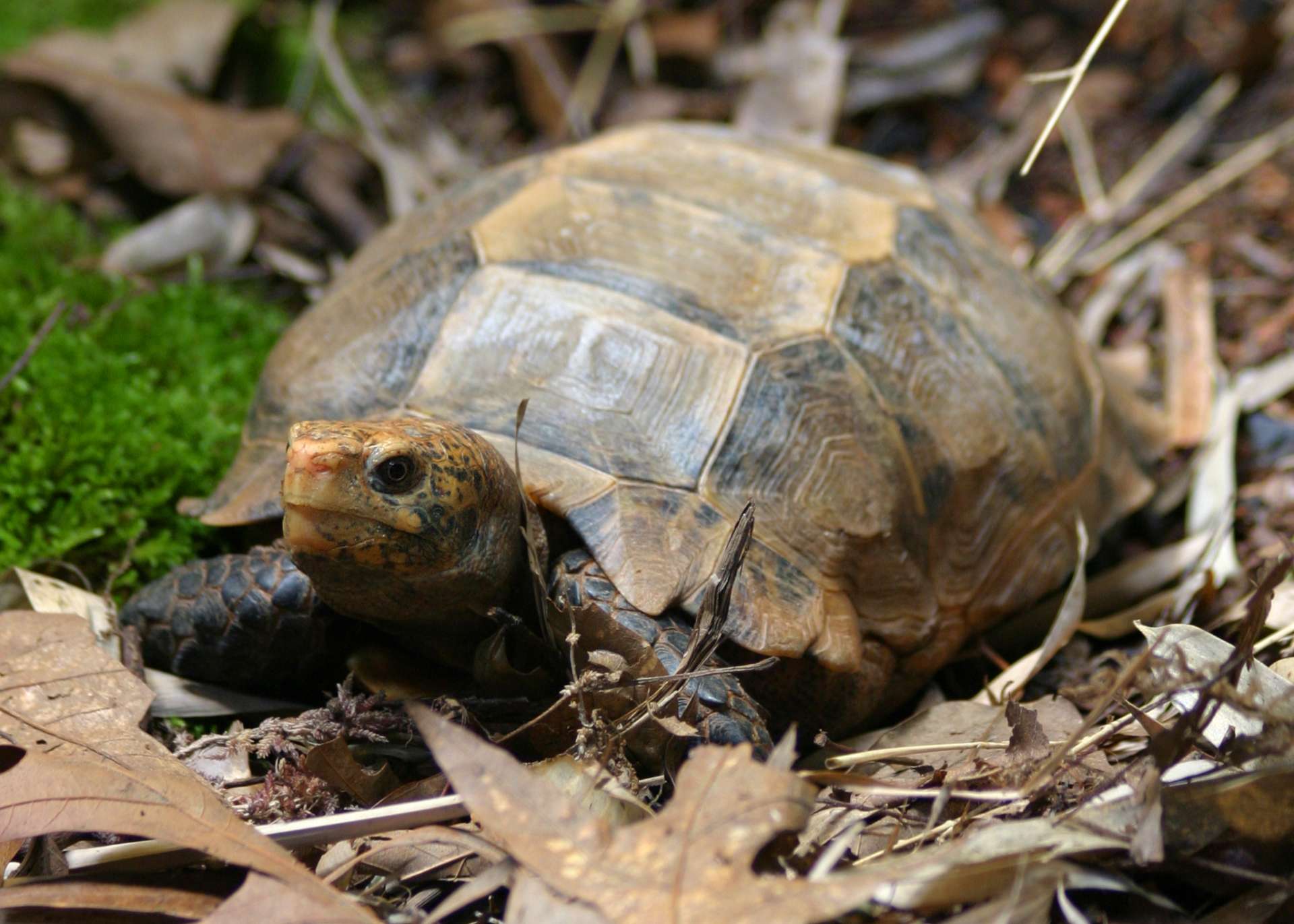 Impressed Tortoise of Trader's Alley - Zoo Atlanta