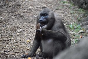 Checking in with North America’s only zoological population of drill monkeys 1 a drill monkey in her outdoor habitat