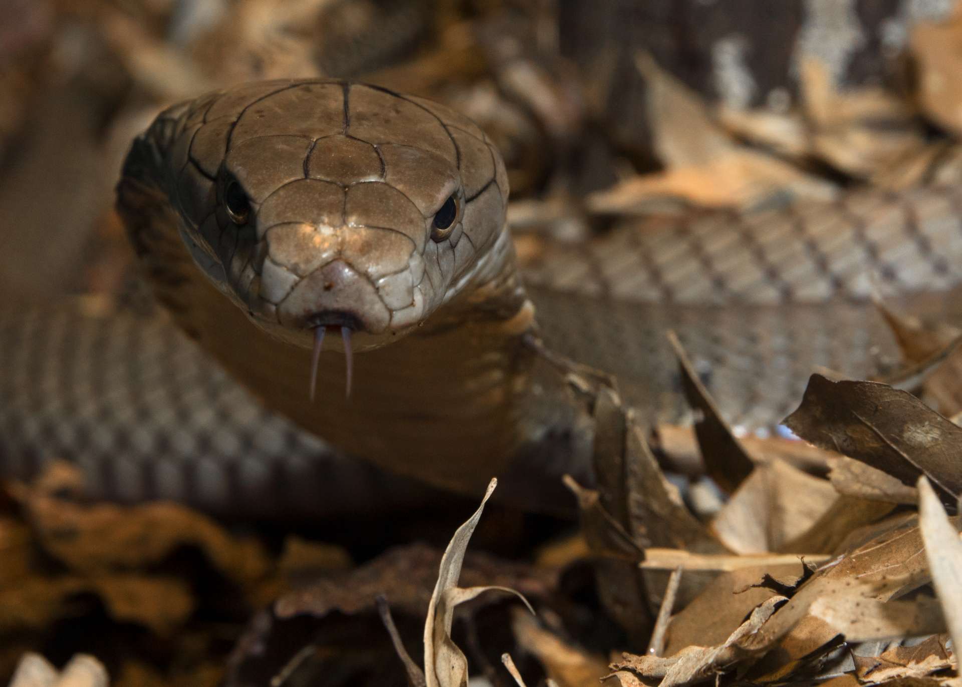 zoo atlanta snake escape