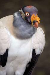 close up of king vulture