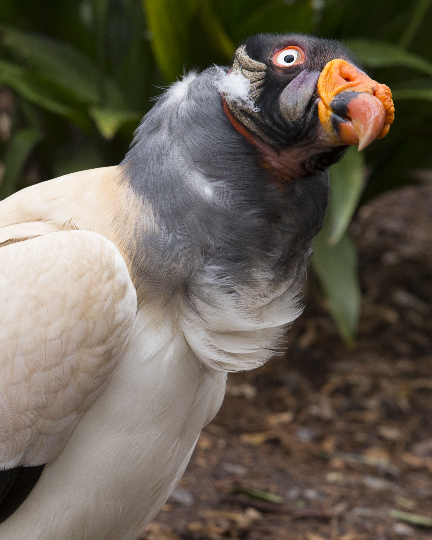 The storied life of Ros the king vulture - Zoo Atlanta