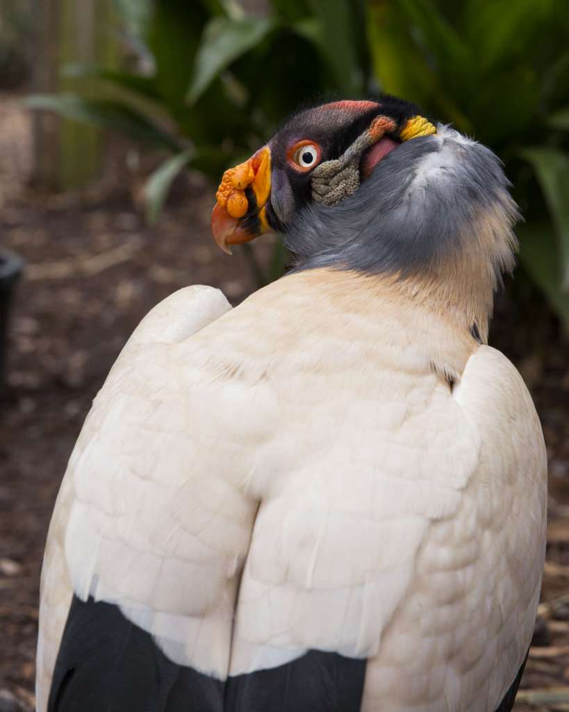 King vulture  Smithsonian's National Zoo and Conservation Biology