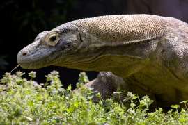 close up view of komodo dragon with tongue out