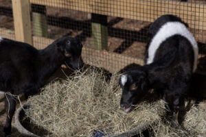 two goats eat hay