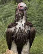 lappet faced vulture stands on grass