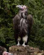 lappet faced vulture standing on stump