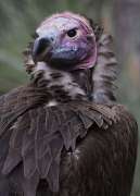 close up of lappet faced vulture