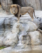 lion stands at top of waterfall in zoo habitat