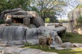 lions in zoo habitat