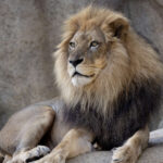 lion laying on rock structure in zoo habitat