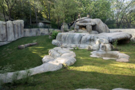lions on rock structure in zoo habitat