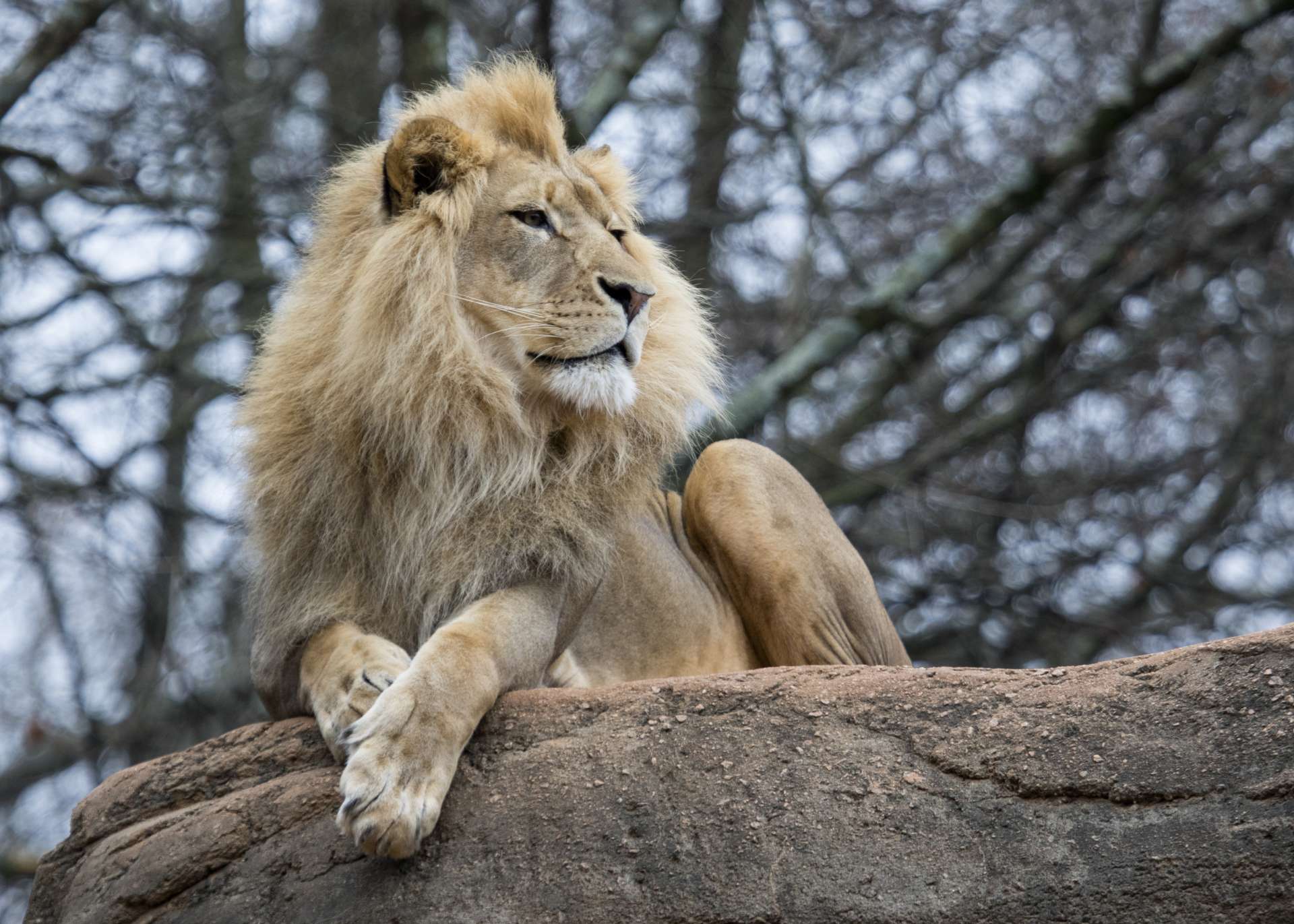 Why do lions sleep so much? - Zoo Atlanta