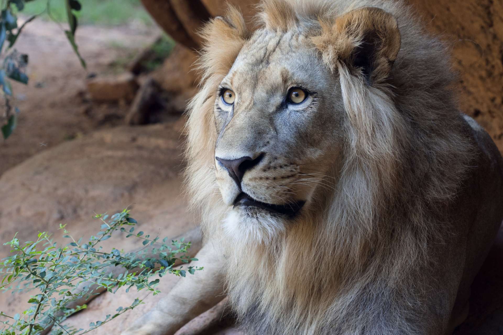 Download African Lion - Zoo Atlanta
