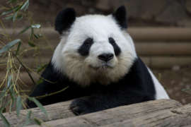 Panda Lun Lun resting on climbing structure.