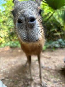 close up of a patagonian mara