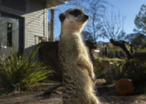 a meerkat stand on its hind legs