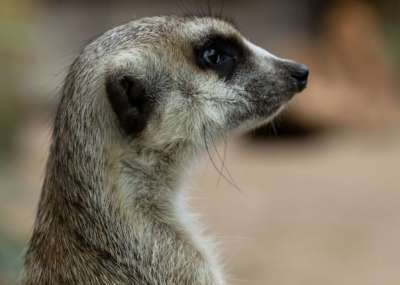 A meerkat