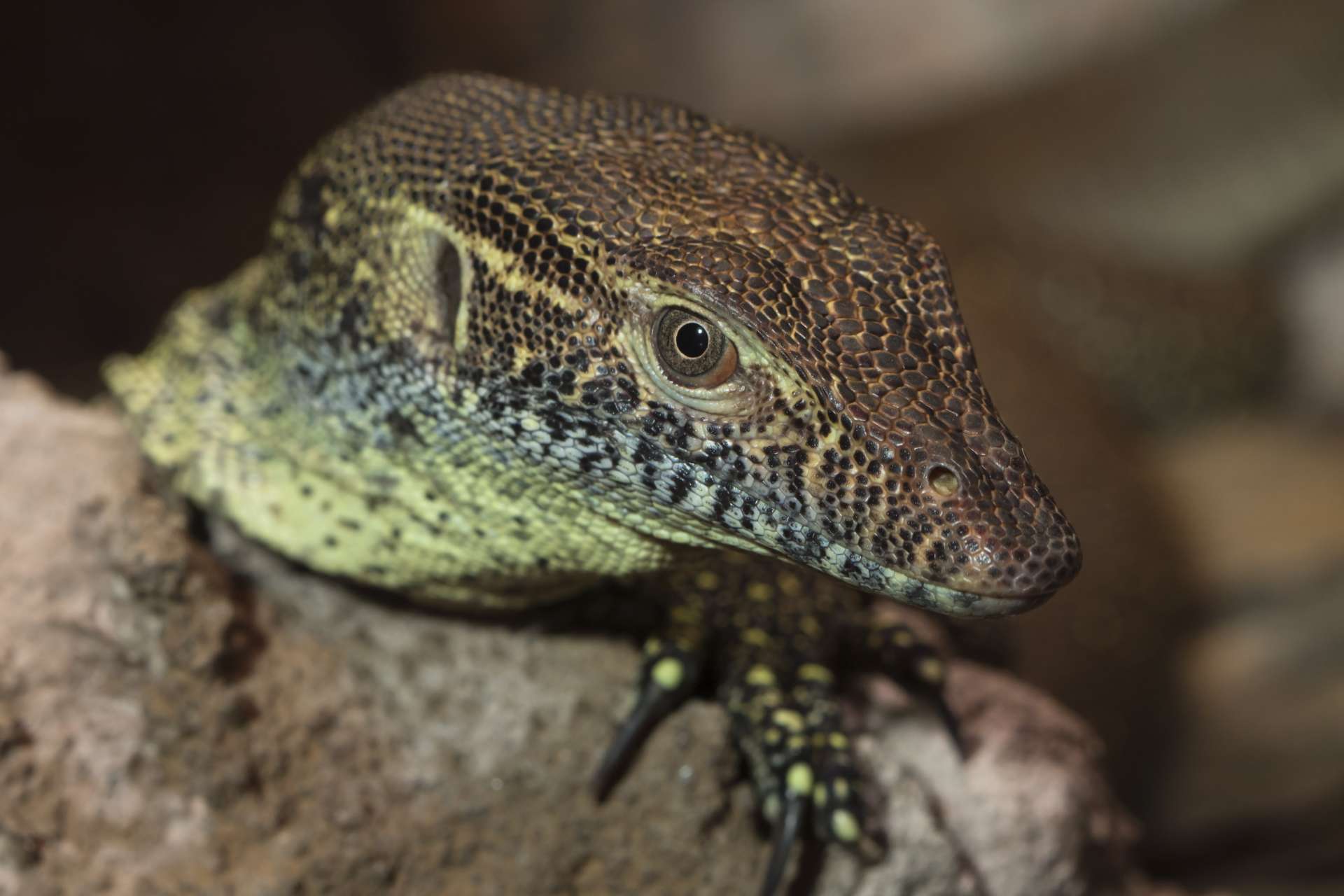 Cold-blooded: What's it mean? - Zoo Atlanta