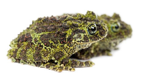 Any mossy frog keepers?? : r/frogs