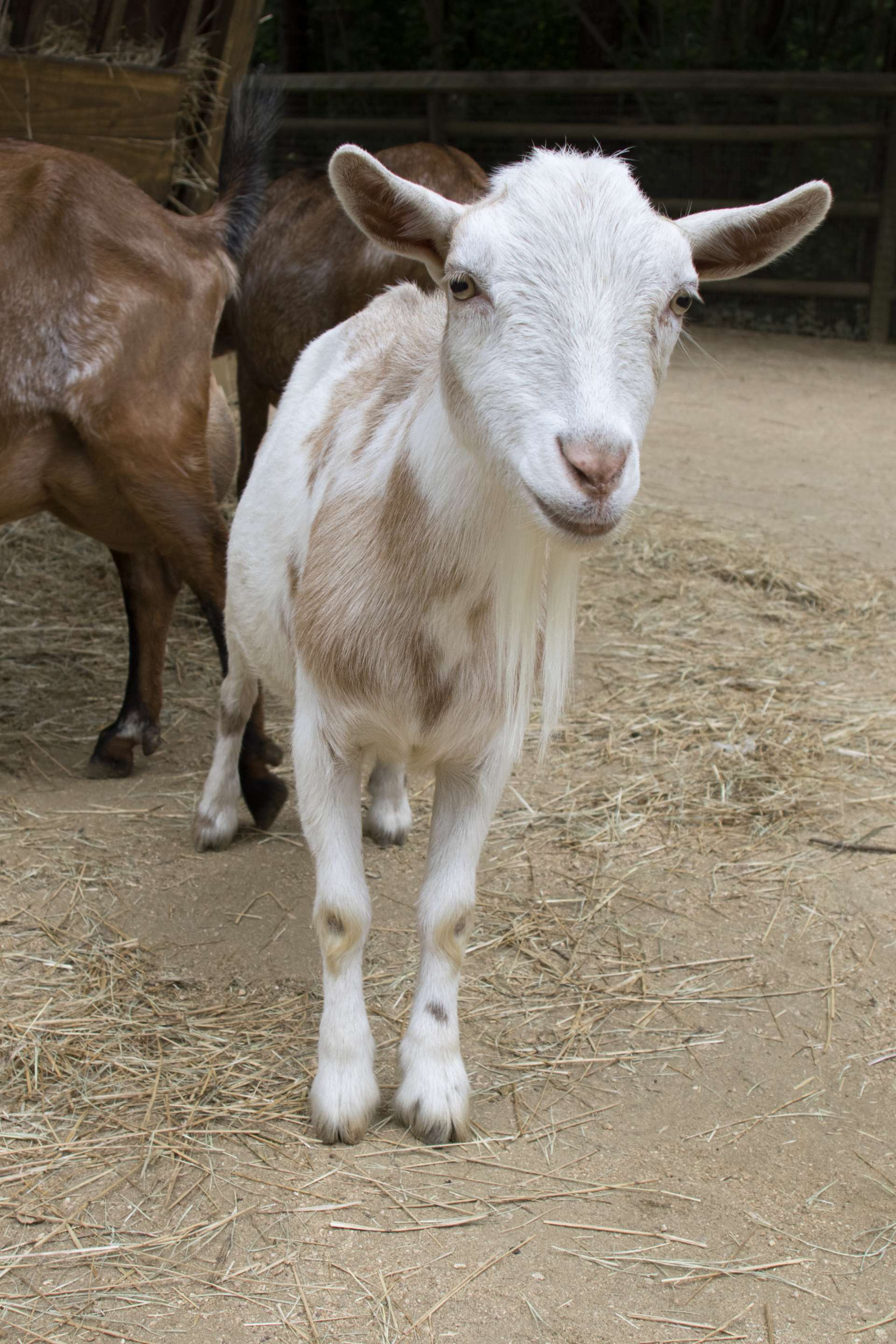 Winterizing, adaptations and animal coats - Zoo Atlanta