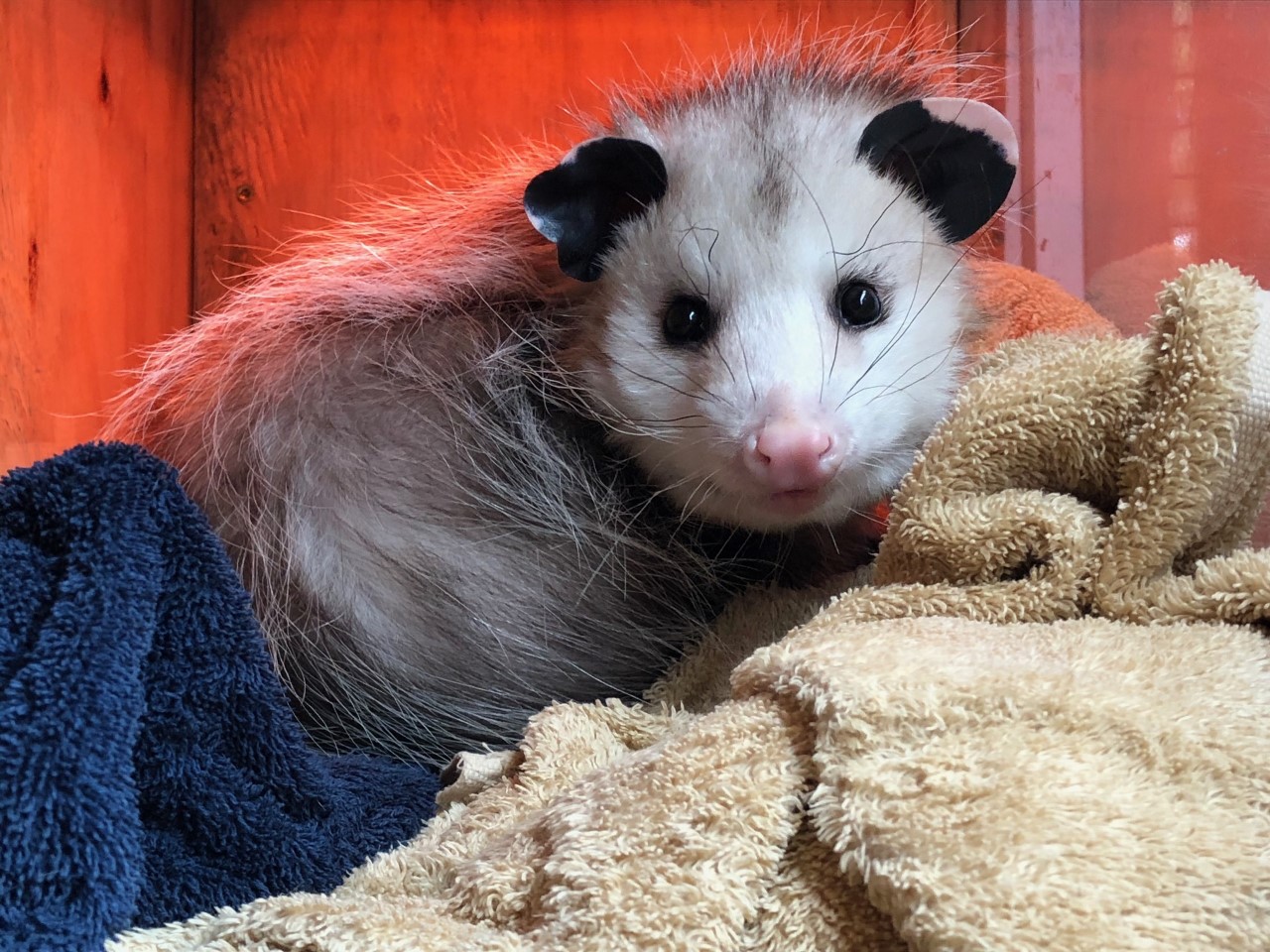 The awesome opossum - Zoo Atlanta