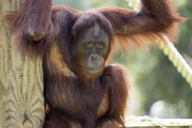 Young male orangutan Satu sits on a climbing structure in its zoo habitat.